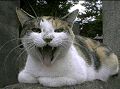 neko.gif